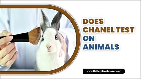 does chanel test on animals|chanel ethical issues.